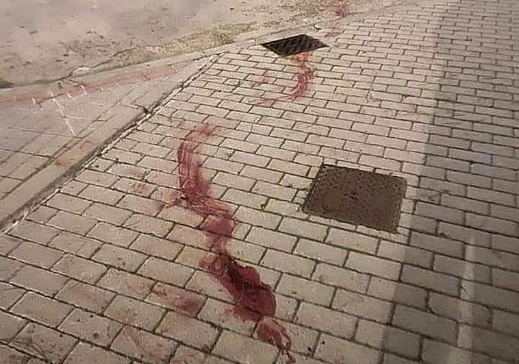 Dos perros atacan y matan a otros dos en las calles de Boecillo